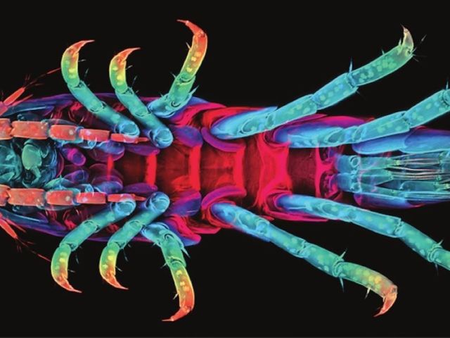 A multicolored shrimp