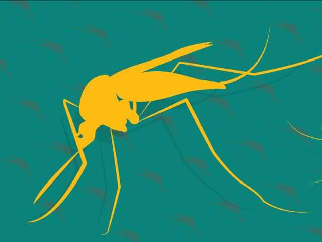 Mosquito