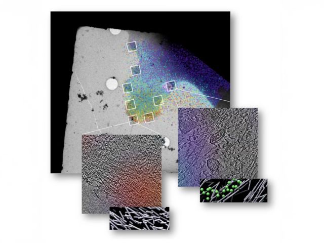 Rac1, a tiny molecular switch